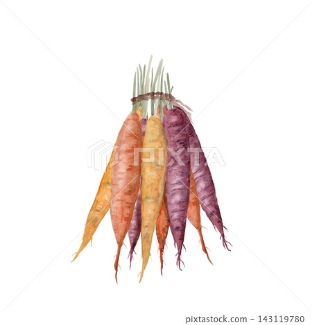 Watercolor bunch of colorful carrots tied with rustic twine. Orange, yellow and purple root vegetables isolated on white, ideal for food packaging, farmers market branding, menus and seasonal designs 143119780