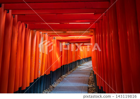 Iconic red Torii gate archway trail of Fushimi Inari shrine, Kyoto Iconic red Torii gate archway trail of Fushimi Inari shrine, Kyoto 143119816