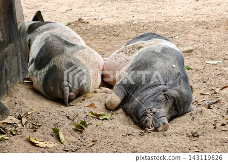 Big pot bellied pigs sleep in sandy dirt in farm 143119826