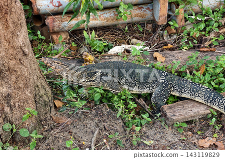 water monitor or Varanus salvator lizard look at quarry on tree 143119829