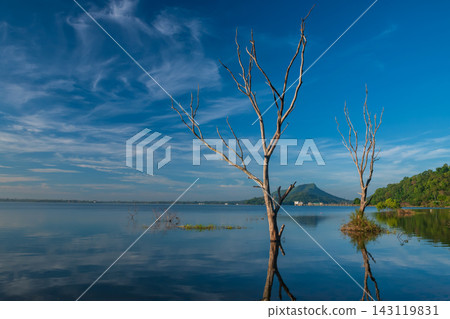 Dead Trees over bang phra reservoir against blue sky, Chonburi 143119831