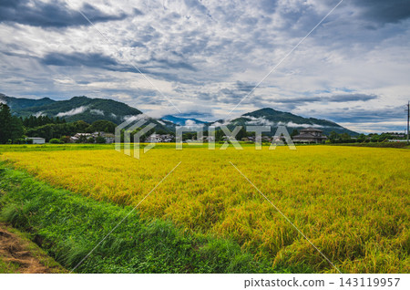 [Morning] Rural landscape and golden rice paddies [Nagano Prefecture] 143119957