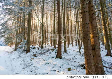 Snow covered forest road in Sumava National Park, Czech Republic, surrounded by snow-covered trees with sunlight shining through the branches during winter. Snow covered forest road in Sumava National Park, Czech Republic, surrounded by snow-covered trees with sunlight shining through the branches during winter. 143119995