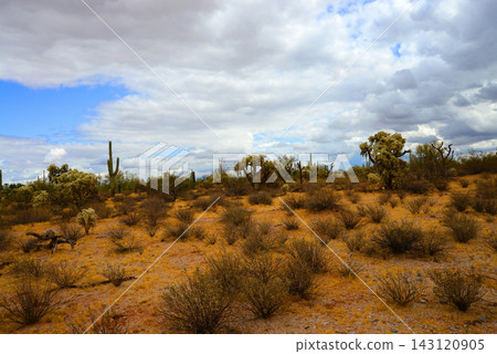 Sonoran Desert Arizona Sonoran Desert Arizona 143120905
