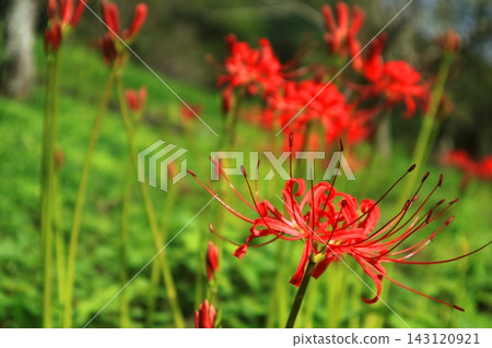 紅蜘蛛百合 紅蜘蛛百合 143120921