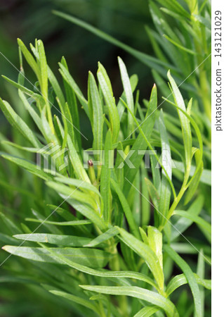 Herb Russian tarragon leaves in close up Herb Russian tarragon leaves in close up 143121029
