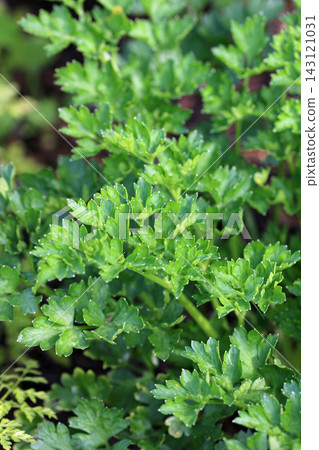 Herb parsley leaves in close up Herb parsley leaves in close up 143121031