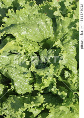 Cos type lettuce leaves in close up in garden 143121038
