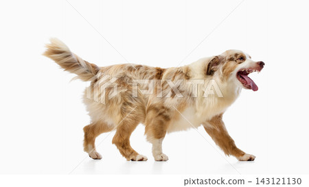 Australian Shepherd walks right with tongue out and fluffy tail raised Australian Shepherd walks right with tongue out and fluffy tail raised 143121130