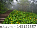 Daylilies along the Sky Corridor 143121357