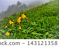 Daylilies shrouded in mist 143121358