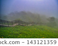 Misty Sky Corridor and Daylilies 143121359