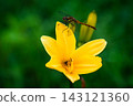 Daylilies and Red-veined Dragonflies 143121360