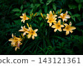 Daylilies blooming softly in the mist 143121361
