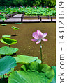 Ancient lotus flowers bloom in a swamp covered with algae. 143121639