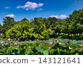 A lotus pond just before noon 143121641