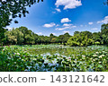 Blue sky and a pond with waterfowl 143121642