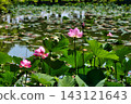 Waterfowl Pond and Lotus Pond 143121643