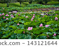 A pond of ancient lotus flowers in midsummer 143121644