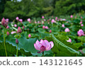 Ancient lotus flowers 143121645