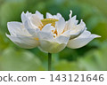 A magnificent white lotus flower 143121646