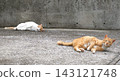 貓的日常生活 143121748