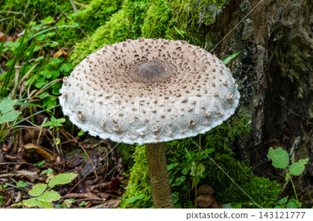 Parasol mushroom growing in green forest moss Parasol mushroom growing in green forest moss 143121777