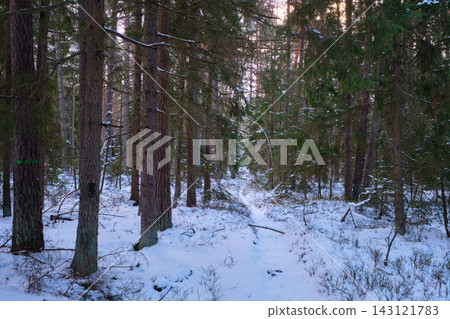Bialowieza forest winter woodland path snow Bialowieza forest winter woodland path snow 143121783