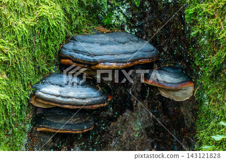 Shelf fungus growing on mossy tree bark in forest Shelf fungus growing on mossy tree bark in forest 143121828