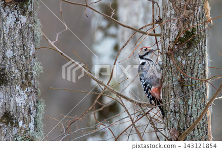 Middle spotted woodpecker perching on tree in Bialowieza Forest 143121854