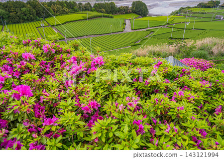A landscape of azaleas and tea fields in Shimada City (Shizuoka Prefecture) A landscape of azaleas and tea fields in Shimada City (Shizuoka Prefecture) 143121994