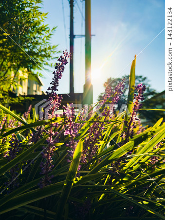 The purple liriope flowers shine beautifully in the backlighting of the sun. The purple liriope flowers shine beautifully in the backlighting of the sun. 143122134