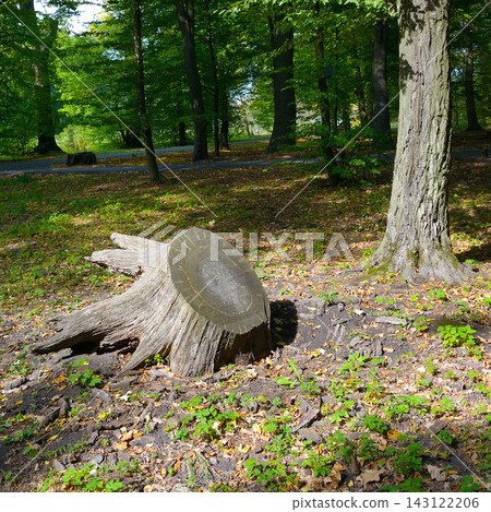 Large Wooden Stump in Woodland Park with Sunbeams on Green Grass. Beautiful Ecological Environment Outdoor Scene. Large Wooden Stump in Woodland Park with Sunbeams on Green Grass. Beautiful Ecological Environment Outdoor Scene. 143122206