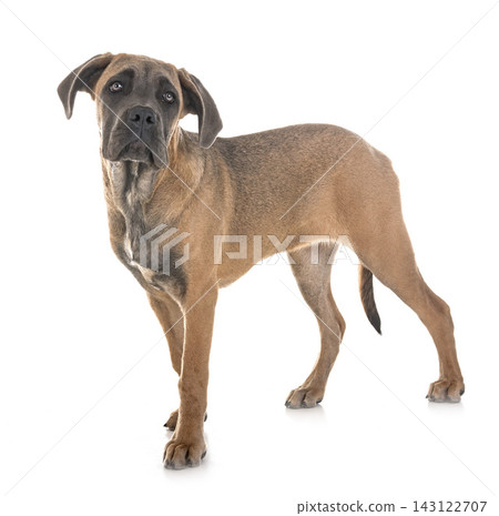 puppy italian mastiff puppy italian mastiff 143122707