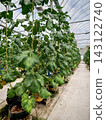 Melon plants growing inside modern greenhouse farming facility 143122740