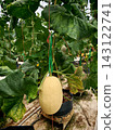 Melon fruit growing in a greenhouse cultivation system 143122741