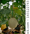 Cantaloupe melon growing in modern greenhouse cultivation 143122743