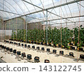 Cantaloupe melons growing in hydroponic greenhouse farming system 143122745