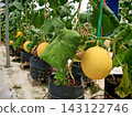 Melons growing in modern greenhouse agriculture system 143122746