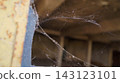 Delicate spider webs stretch across the opening of a dark abandoned concrete interior near a weathered wall edge. The scene represents neglect, silence, and the slow passage of time in an unused human 143123101