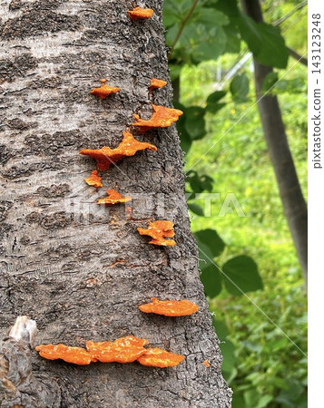 Bright orange, shelf-like mushrooms growing on the trunks of trees in the forest. Bright orange, shelf-like mushrooms growing on the trunks of trees in the forest. 143123248