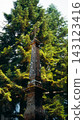 Weathered stone pillar topped by an iron cross in a forest 143123416