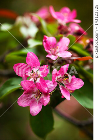 Close-up of bright pink flowers of a blooming apple tree Close-up of bright pink flowers of a blooming apple tree 143123528