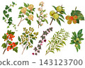 Branches and fruits 143123700