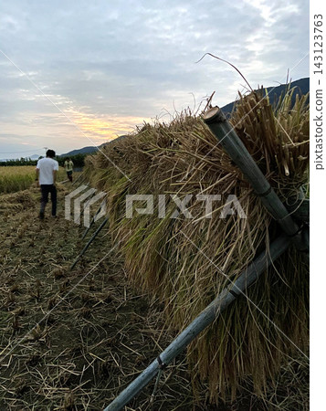 Evening after the rice harvest Evening after the rice harvest 143123763