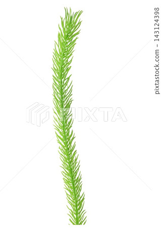 Single Green Aquatic Plant Stem Isolated on Black Single Green Aquatic Plant Stem Isolated on Black 143124398