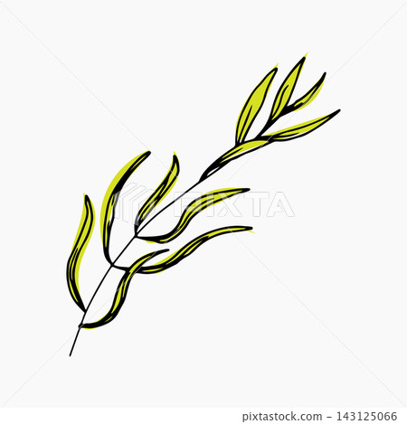 green leaves isolated on gray background 143125066