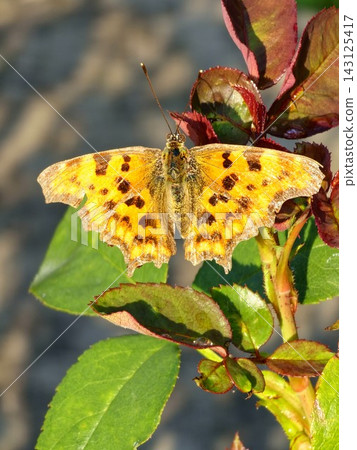 Comma Butterfly with Wings Spread at an Angle Comma Butterfly with Wings Spread at an Angle 143125417