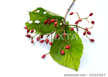 寬葉莢蒾（Viburnum dilatatum，又稱莢蒾），花期為初夏。果實可食用，富含多酚和維生素C。常用於藥酒、果醬和中藥。 143125827