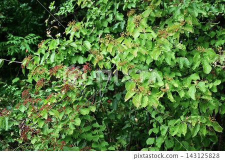 寬葉莢蒾(Viburnum dilatatum,又稱莢蒾),花期為初夏。果實可食用,富含多酚和維生素C。常用於藥酒、果醬和中藥。 寬葉莢蒾(Viburnum dilatatum,又稱莢蒾),花期為初夏。果實可食用,富含多酚和維生素C。常用於藥酒、果醬和中藥。 143125828